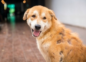 Выпадение шерсти у собаки; причины, лечение, профилактика, Почему у собаки выпадает шерсть и лысеет чихуахуа