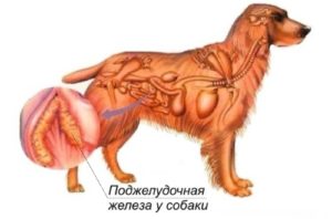 Поджелудочная железа у собаки