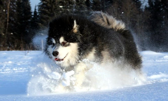 собака бежит по снегу
