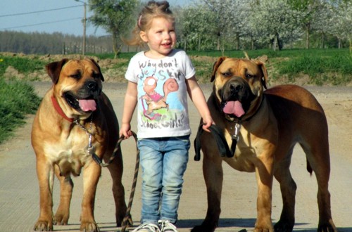 ТОП-20 маленьких пород собак для семей с детьми