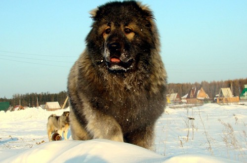 кавказская овчарка зимой