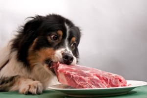 собака и кусок мяса