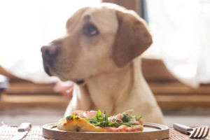 Натуралка для собак рецепты бюджетный вариант