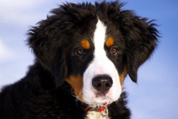 Порода собаки бернский зенненхунд фото, berner sennenhund