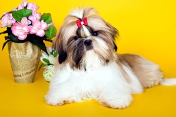 Порода собак Ши-тцу — уход,питание,воспитание