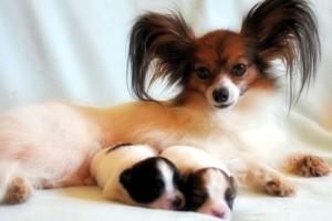 Маленькие породы собак для квартиры короткошерстные цены