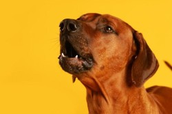 Как отучить собаку лаять: простые способы воспитания