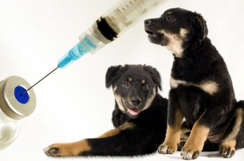 сыворотка для вакцинации собаки