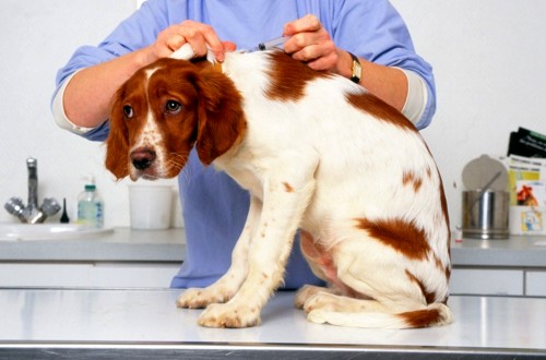 вакцинация собаки