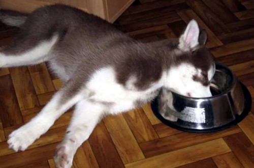 двухмесячный щенок хаски заснул в миске
