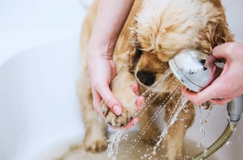 мытье лап щенку после прогулки